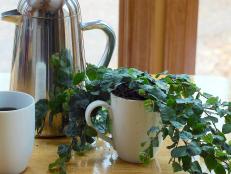 Plants like this creeping fig can benefit from the minerals found in coffee grounds.