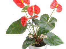 &quot;Anthuriums are favorites because of their bold, tropical-looking flowers,&quot; says Justin Hancock, consumer marketing and digital specialist at <a href="http://www.costafarms.com/" target="_blank">Costa Farms</a>. &quot;Traditionally they come in shades of pink, red, and white, but newer hybrids also come in purples, chocolate, and streaked bicolors. They like warm, humid conditions and bright light. In favorable spots like that, each flower can last a couple of months. There aren’t a lot of plants you can say that about.&quot;