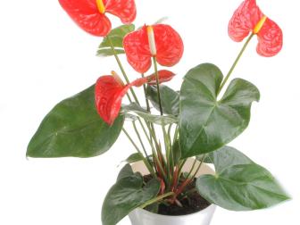 &quot;Anthuriums are favorites because of their bold, tropical-looking flowers,&quot; says Justin Hancock, consumer marketing and digital specialist at <a href="http://www.costafarms.com/" target="_blank">Costa Farms</a>. &quot;Traditionally they come in shades of pink, red, and white, but newer hybrids also come in purples, chocolate, and streaked bicolors. They like warm, humid conditions and bright light. In favorable spots like that, each flower can last a couple of months. There aren’t a lot of plants you can say that about.&quot;