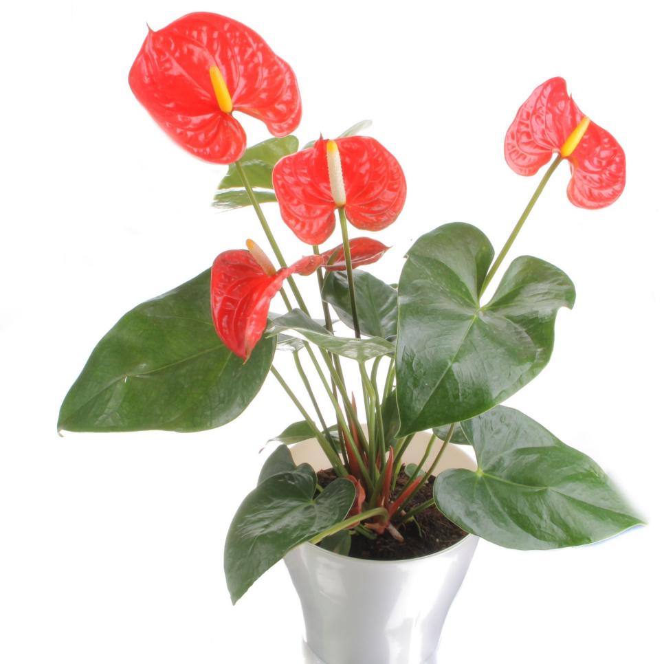 Planta de interior con flor roja