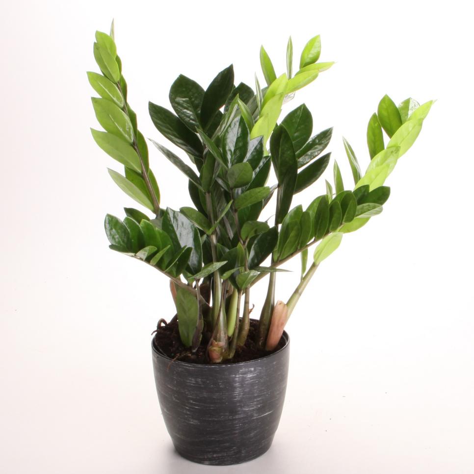 Low Light Indoor Plants | ZZ Plant