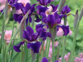 Siberian Iris