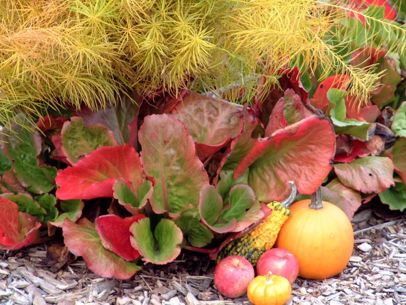 Low Maintenance Groundcover