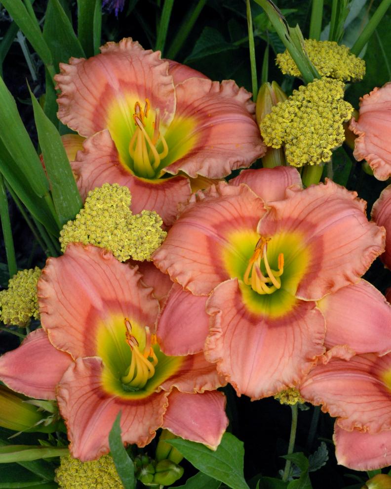 Sun-loving and low-maintenance, 'Elegant Candy' is a reblooming daylily, opening flowers all season long. Give this pastel beauty full sun to part shade in moist, well-drained soil rich in organic matter. Plants are hardy in Zones 3 to 11. Flowering tends to dwindle as plants age. Keep the show going strong by dividing plants every four years or so. Divide plants in early spring or after flowering. Cut back leaves if you divide plants later in the season.