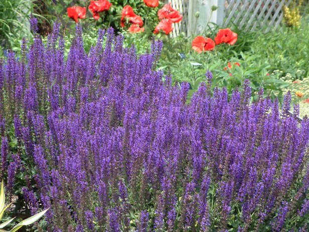 Perennial Salvia And Oriental Poppy