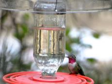Attracting Hummingbirds to Your Backyard