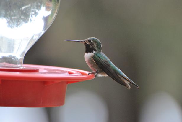 Hummingbirds are naturally drawn to the color red. Thus many  commercially available feeders will have red bases. Hummingbird food is  sometimes tinted red as well. Here a Broad-tailed hummingbird rests  between sips of sugar water. Try making your own <a href="http://www.hgtvgardens.com/garden-basics/bird-brew-whip-up-some-hummingbird-food" target="_blank">hummingbird food</a>.