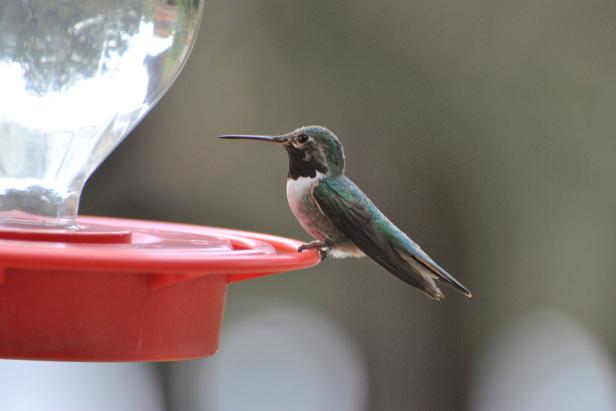 where should you hang your hummingbird feeder