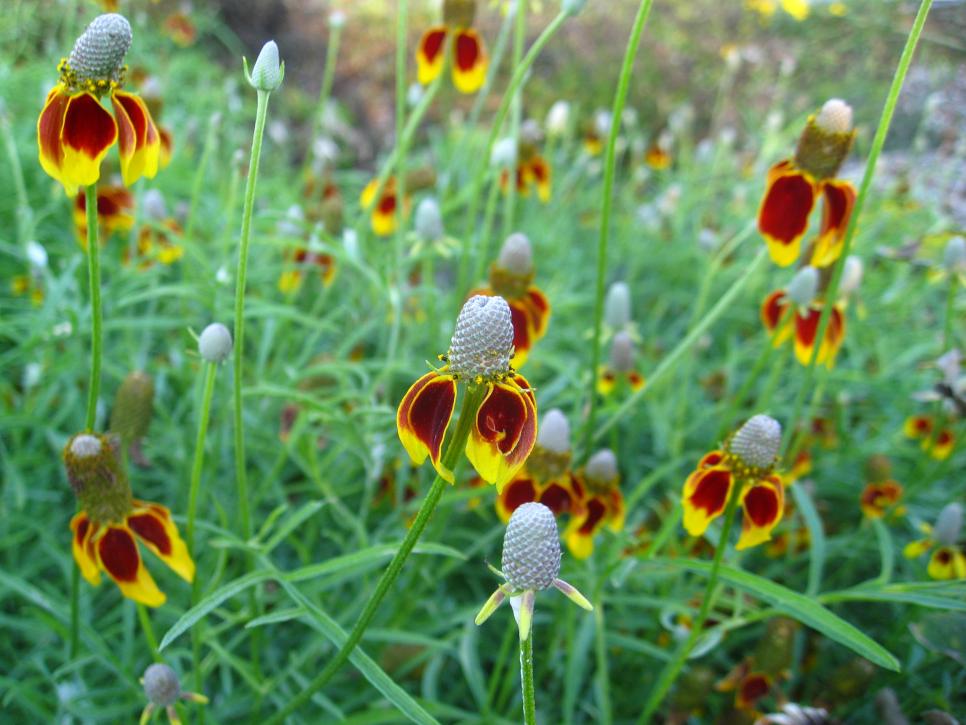 Mexican Hat Plant
