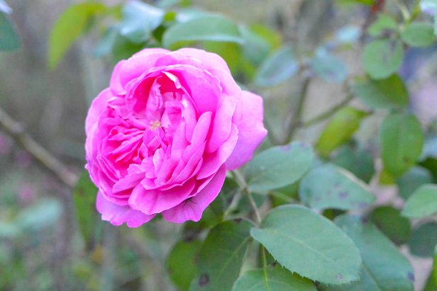 'Baronne Prevost' is a hybrid perpetual rose breed that produces pink double blooms that are extremely fragrant.