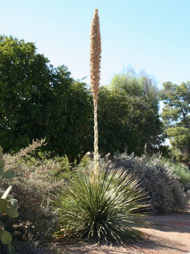 Native Plants for Southwestern Gardens | HGTV