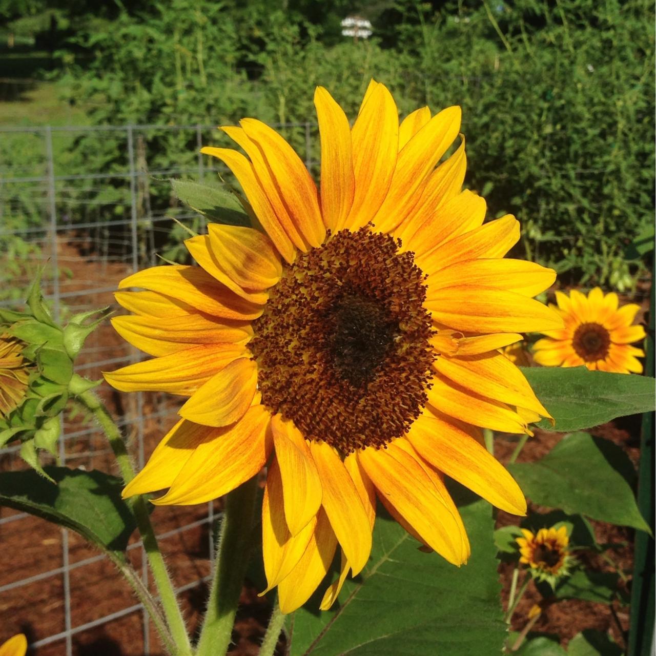 A sunflower hotsell