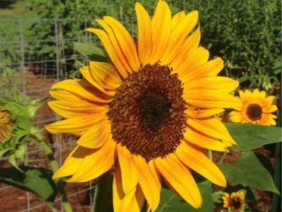 Growing Sunflowers: When to Plant and How to Grow Sunflowers