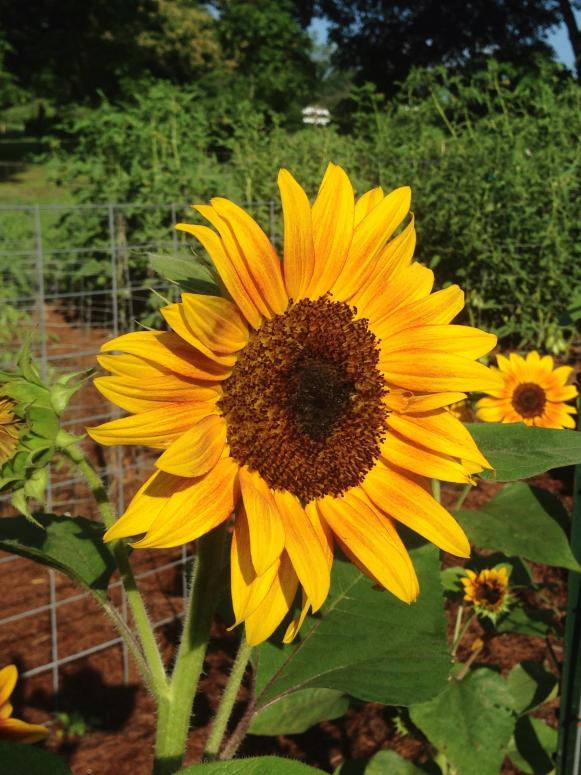 A kitchen garden is not complete without these sunny faces bobbing above the rows. Try a dwarf variety, such as Botanical Interests' Elves pack, or skyscraper-tall stalks for wide-eyed wonder. Start from seed easily, or get a headstart with a<a target="_blank" href="http://www.seedsavers.org/onlinestore/Sunflowers/Sunflower-Ring-of-Fire.html"> 'Ring of Fire'</a> in a biodegradable pot.