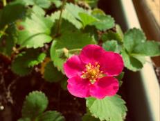 Pink-Flowered Strawberry 'Tristan'