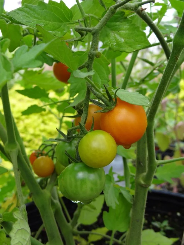 'Sungold' cherry tomatoes growing in the garden