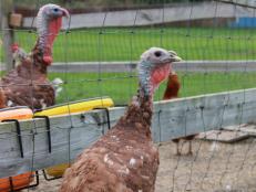 Turkeys are social birds and can be raised as pets, but may be difficult to maintain.