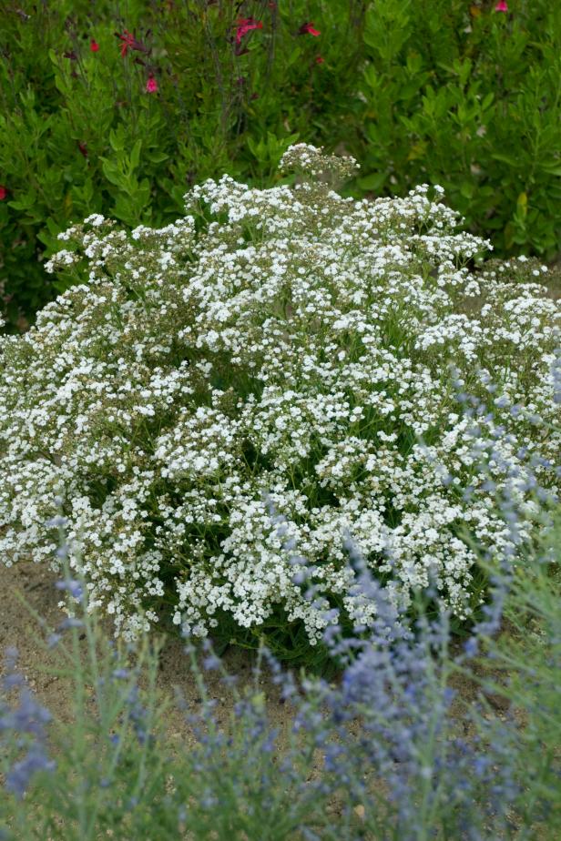 How to Grow Baby's Breath and Use it in Arrangements HGTV