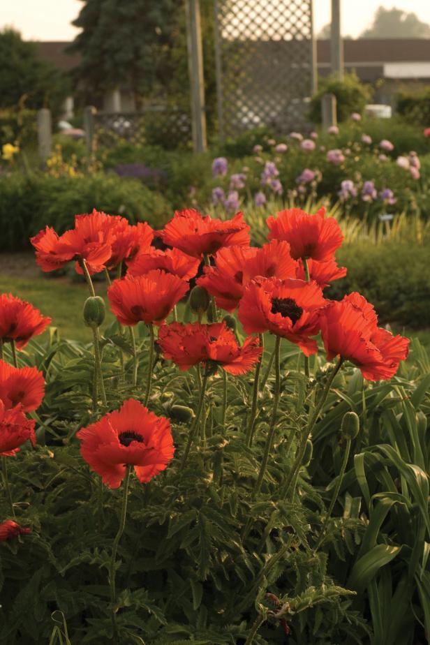 Red Oriental Poppy Flowers