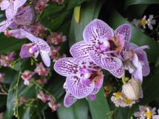 Miniature Phalaenopsis have the same growing requirements as larger moth orchids. They are just far more petite.