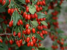 Goji berries come from a shrub that's native to China. Traditionally, they've been consumed to treat common health and age-related problems. Research is underway to determine how beneficial they may be.