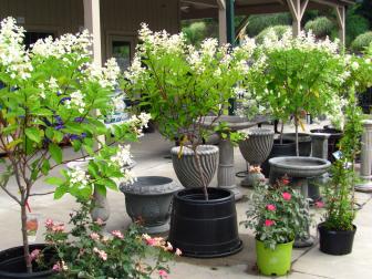 An enticing selection of hydrangea trees, planters and bird baths are featured in one of the many sales offered to customers by L.A. Reynolds Garden Showcase. Staffed by experts, the store is also a go-to source for information on everything on organic pesticides to the best squirrel proof bird feeders.
