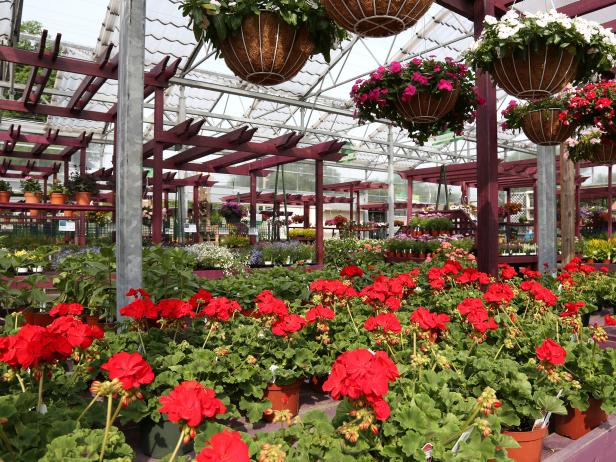 You'd expect to find hanging flower pots and geraniums in season at most garden centers in the U.S. but Louisville's Wallitsch Nursery also makes an extra effort to offer some of the less common but desirable plants for gardeners such as dwarf pomegranates, Bougainvilleas, numerous Fuchsia choices and a wonderful selection of high end planters.