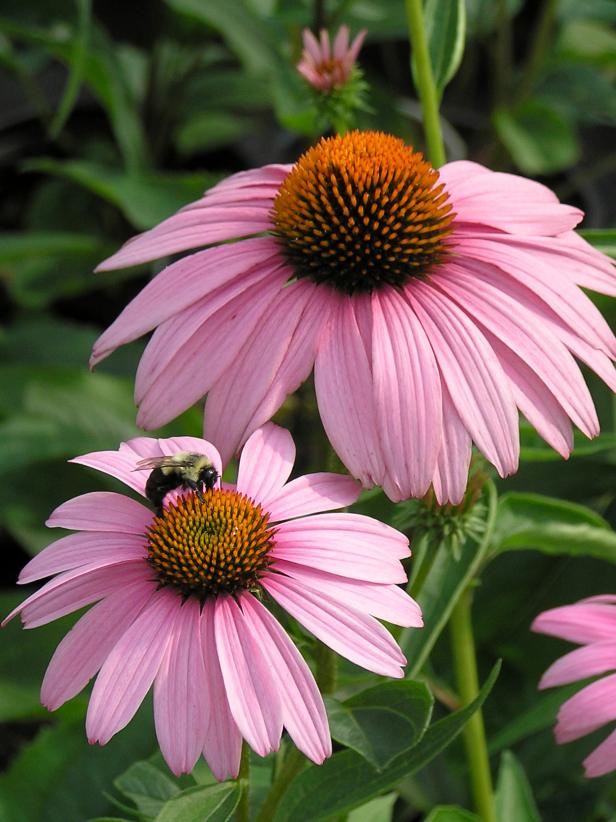 Native Plants For Midwest Gardens, Midwest Landscaping Plants