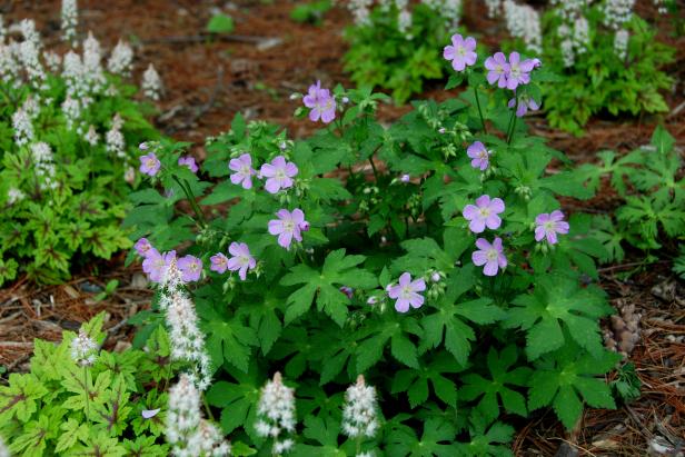 Image of Shooting star companion plant for wild geranium