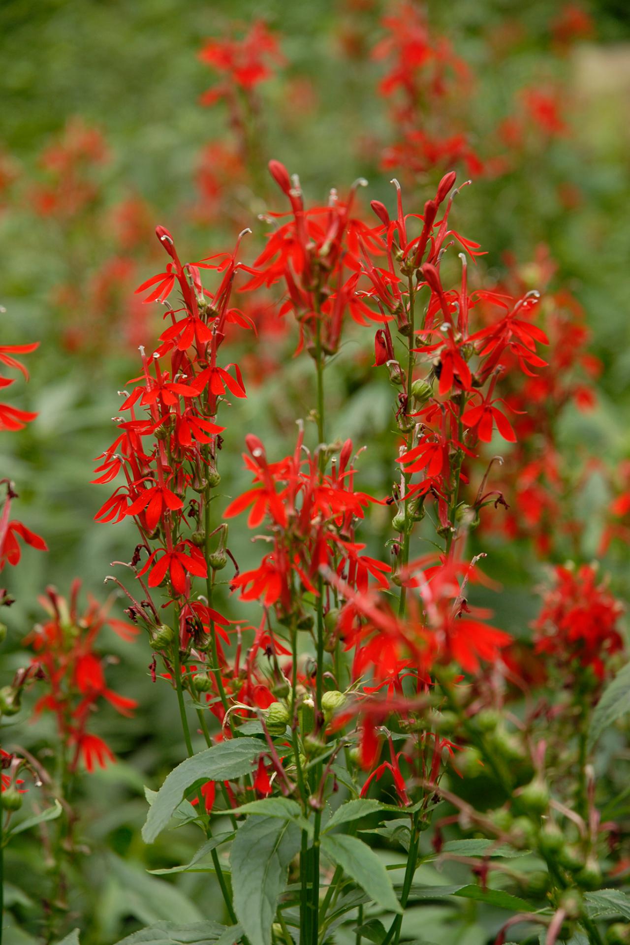 12 Top Midwest Perennial Flowers