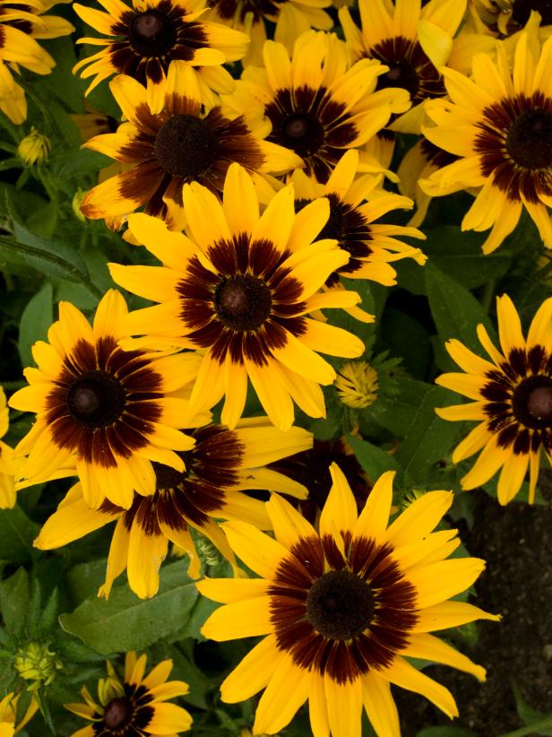 Best Yellow Annual Flowers for Your Garden HGTV