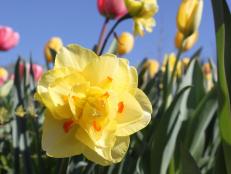 Daffodils offer a wide variety of colors and forms, such as this yellow and orange double.