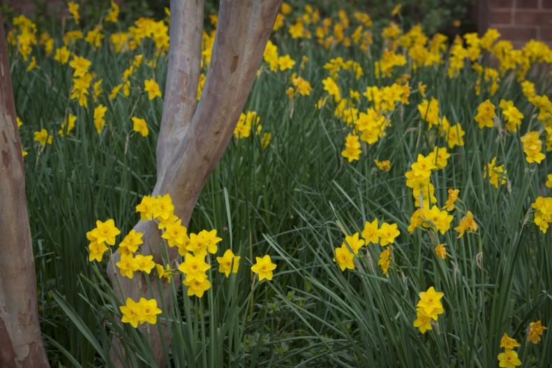 One of the best features of the daffodil is that given the right conditions, the bulbs will naturalize, or multiply, over time.