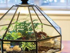 Breathe life into an outdated light fixture. A quick cleaning and paint job prepare it for its new job as a terrarium.