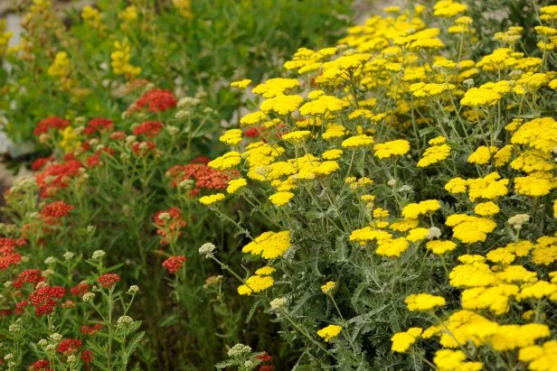 Tips for Planting and Growing Yarrow | HGTV