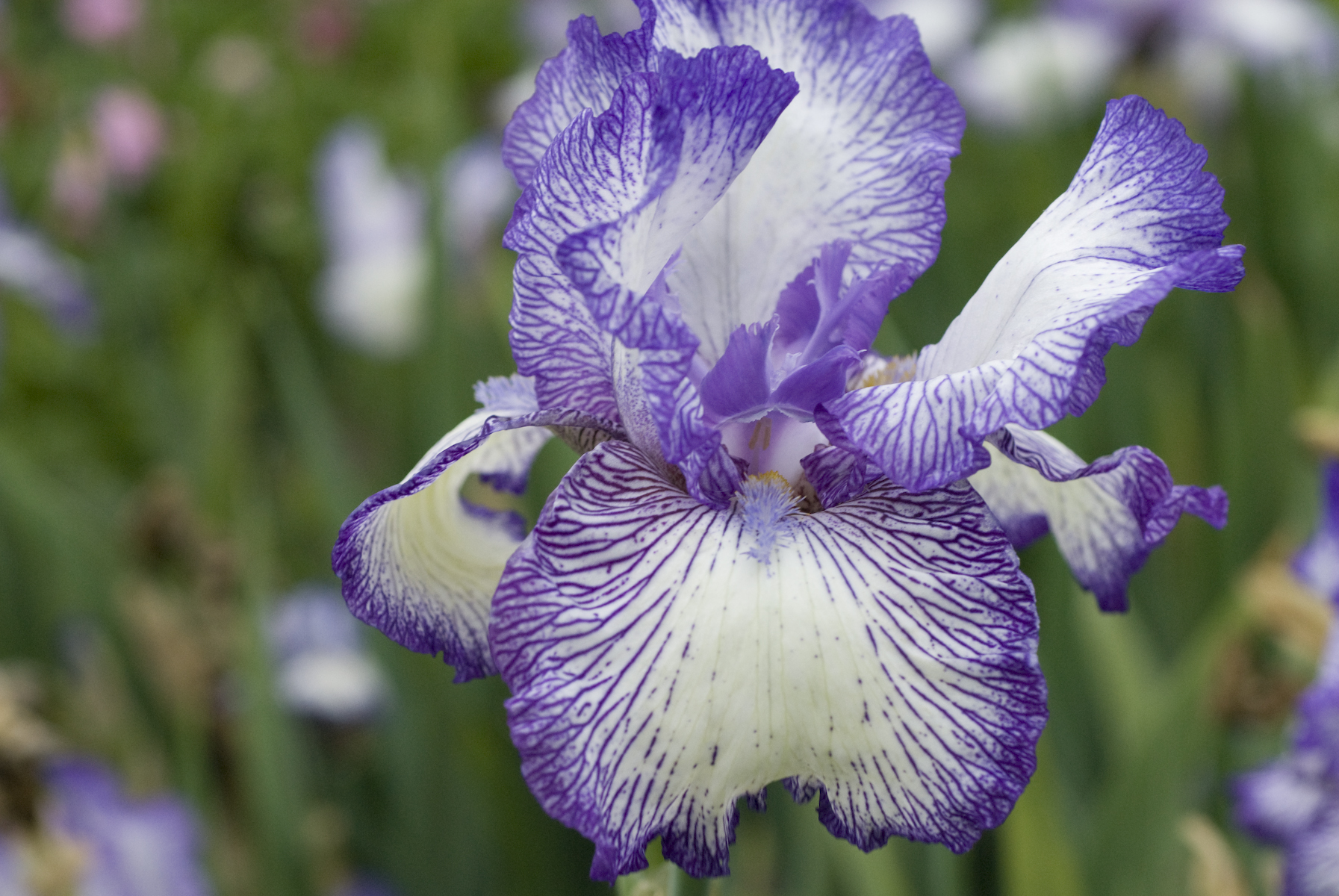 Perennial and Beautiful Purple Full Sized Iris Plants 