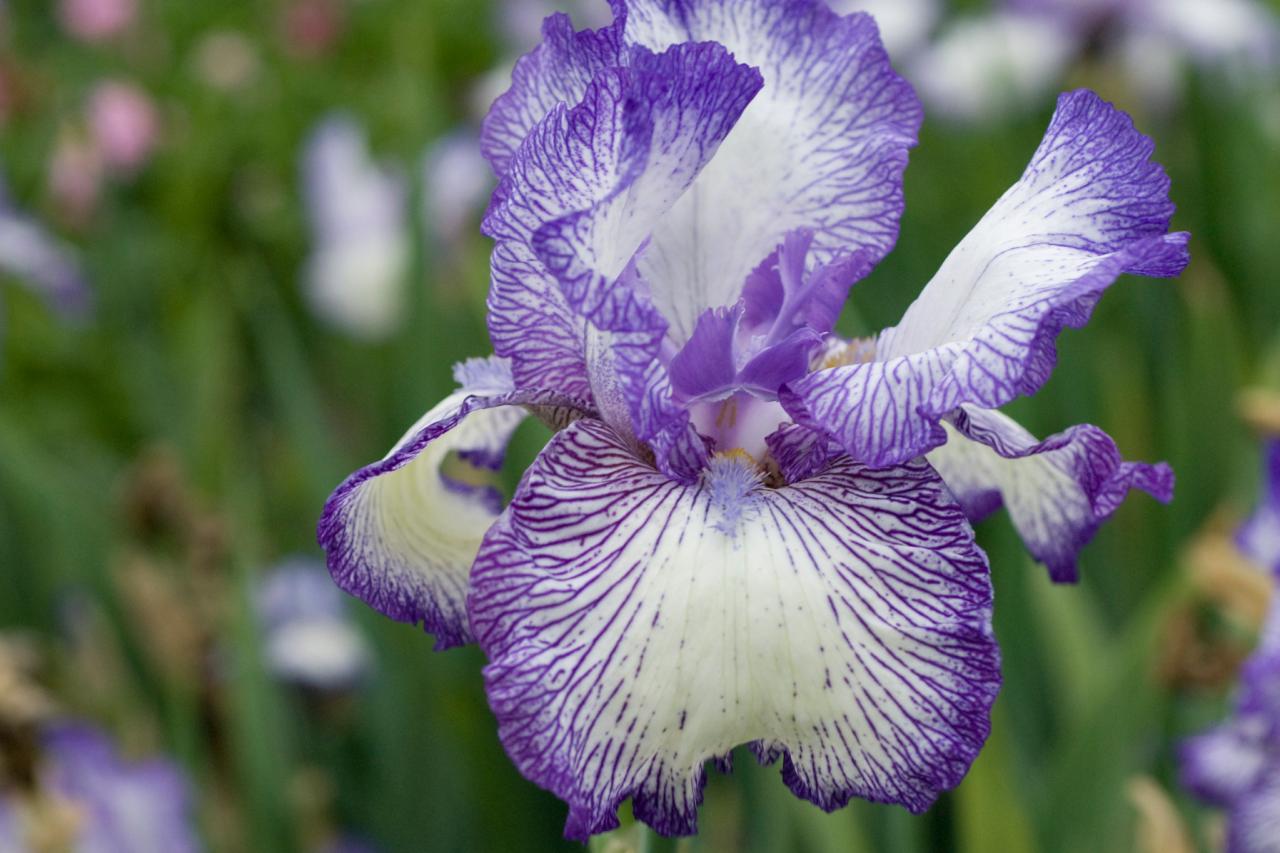 one Blue and white Bearded Irises Iris bulbs