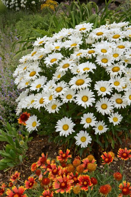 'Daisy May' Shasta Daisy (Leucanthemum ‘Daisy Duke’)