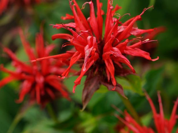 Bee Balm: Flower of the Day | HGTV