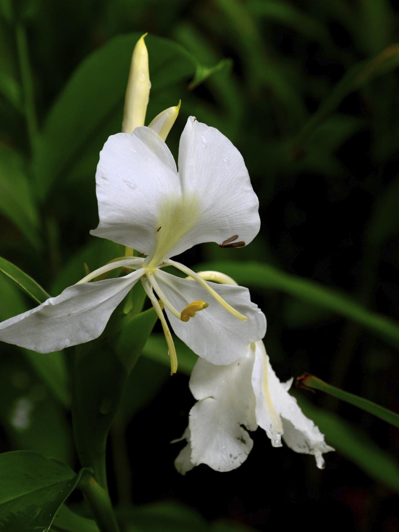 World National Flowers