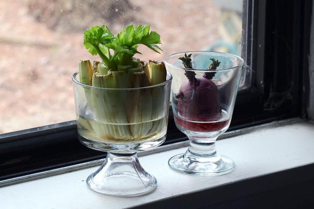 Grow Vegetables With Table Scraps | HGTV Grow Vegetables With Table Scraps | HGTV Growing Vegetables From Scraps