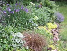Carex, Brunnera, Siberian Iris, Hosta, Catmint, Woodland Fern