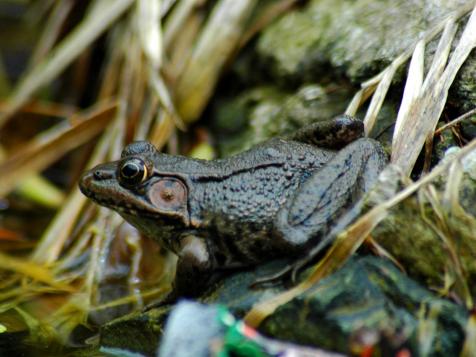 Frogs and Toads in the Garden