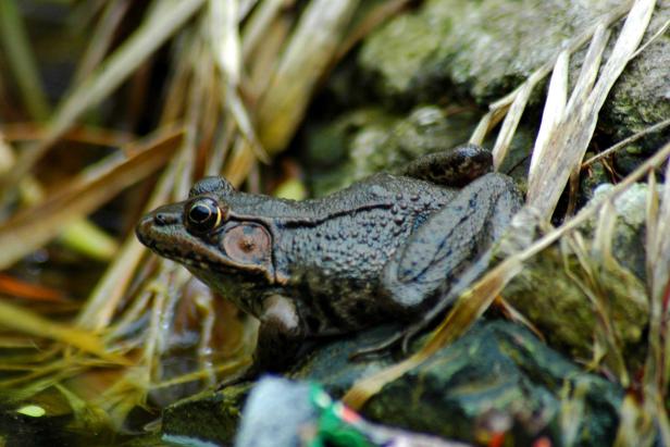 The green frog (Lithobates clamitans) spends most of its life in water and, during the winter, it will bury itself in the substrate at the bottom of ponds and pools until spring. When they are startled by potential predators, green frogs will make a high-pitched peep as an alarm to other frogs before fleeing to safety.