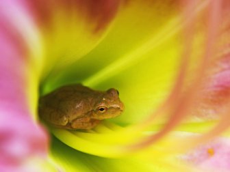 Tree frogs get their name from their arboreal nature which allows them to easily climb vegetation and trees where they will build nests and live, except in the spring when they descend to lay their eggs in ponds. Unlike their aquatic ancestors, tree frogs have fewer competitors for insects in their habitat and fewer predators as well.