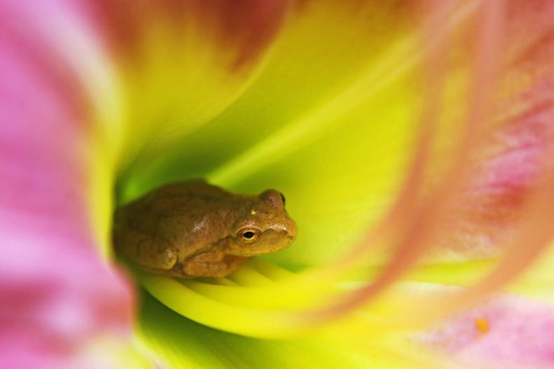Tree frogs get their name from their arboreal nature which allows them to easily climb vegetation and trees where they will build nests and live, except in the spring when they descend to lay their eggs in ponds. Unlike their aquatic ancestors, tree frogs have fewer competitors for insects in their habitat and fewer predators as well.