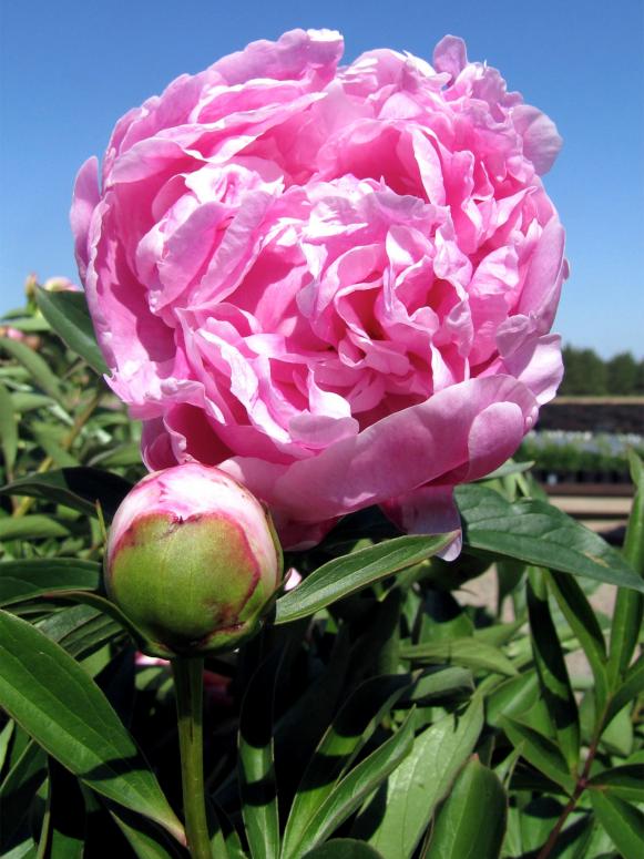 Like Don Draper, peonies are big, bold and stand out among the greenery.