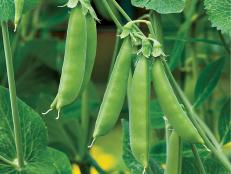 'Sugar Snap' pea is an All-America Selections winner for outstanding flavor and performance in the garden. The vines grow to 6 feet, so they'll need support. Sow more seeds every 7 to 10 days to keep your harvest coming in.