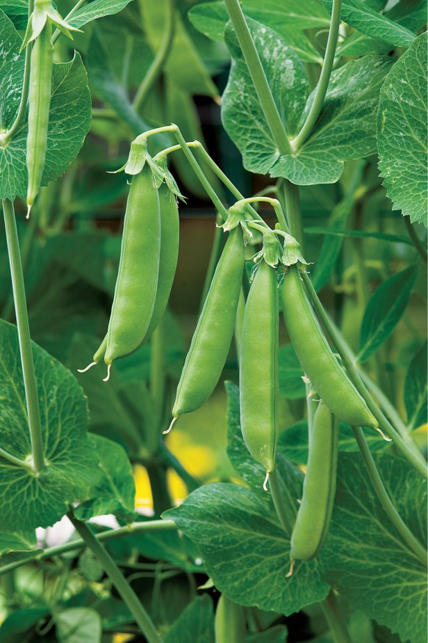 'Sugar Snap' pea is an All-America Selections winner for outstanding flavor and performance in the garden. The vines grow to 6 feet, so they'll need support. Sow more seeds every 7 to 10 days to keep your harvest coming in.