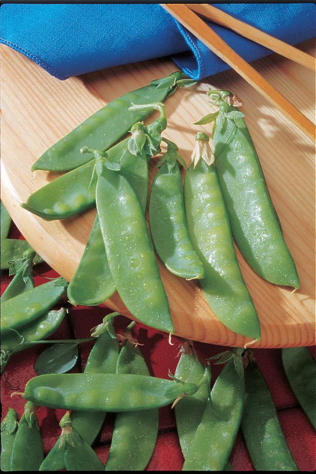 'Mammoth Melting' sugar pea is a very large, sweet edible-podded pea, or snow pea. Sow the seeds in early spring and again in midsummer for a fall crop. This heirloom variety is great for eating fresh or freezing.